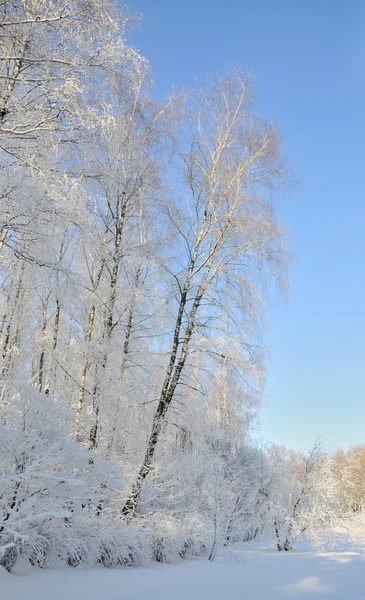 Kar altında kış parkı 