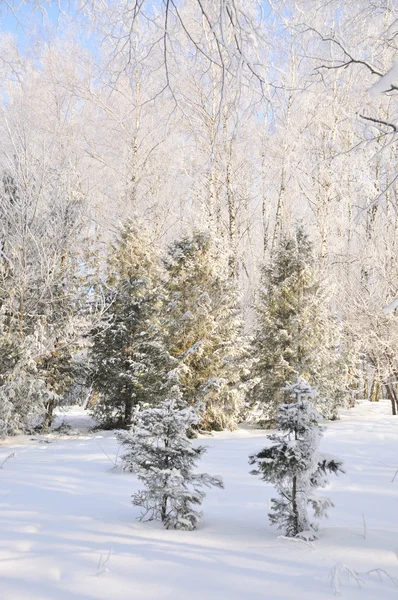 Winterpark in de sneeuw — Stockfoto