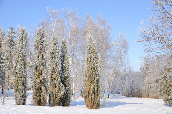 Winterpark in de sneeuw — Stockfoto