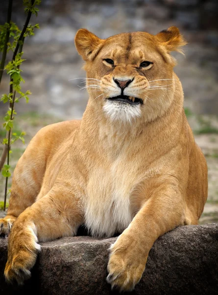 Close Up picture of a lion. — Stock Photo, Image