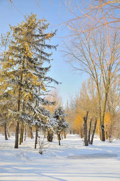 雪地里的冬季公园 — 图库照片