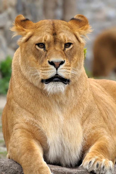 Nahaufnahme Bild eines Löwen. — Stockfoto