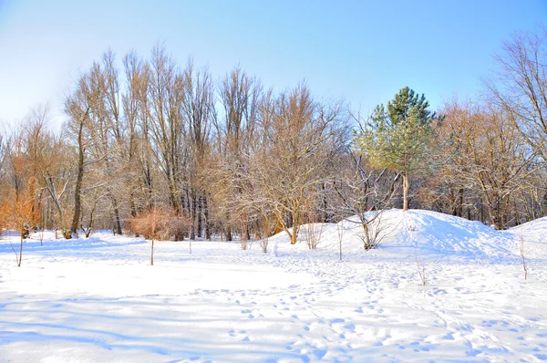 Winterpark in de sneeuw — Stockfoto