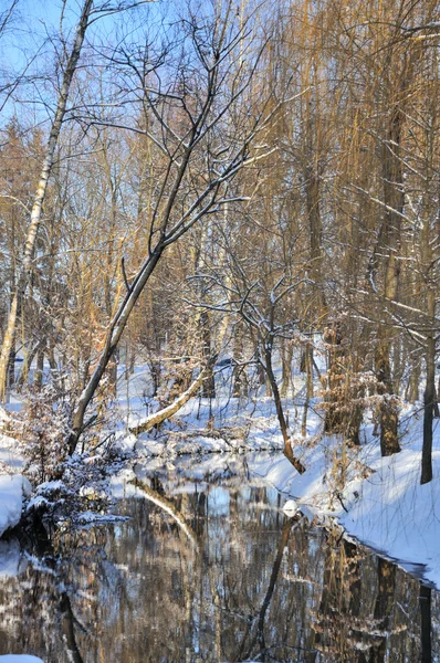 Winterpark in de sneeuw — Stockfoto