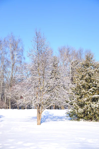 Winterpark in de sneeuw — Stockfoto