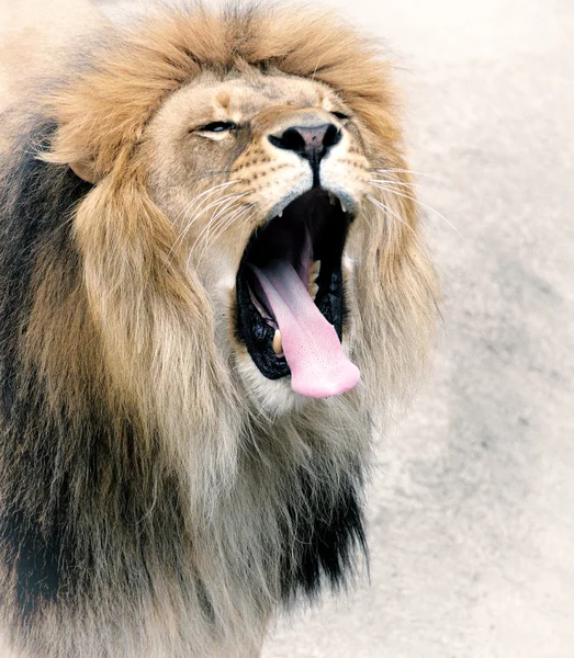 Close Up picture of a lion. — Stock Photo, Image