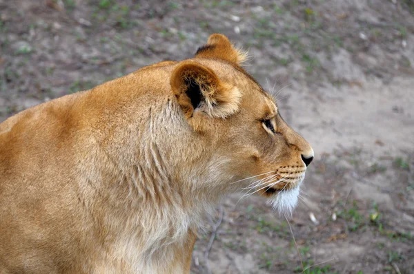 Close Up picture of a lion. — Stock Photo, Image