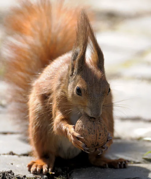 Ekorre. — Stockfoto