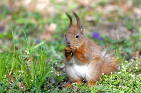 Ekorre. — Stockfoto