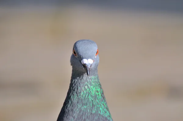 Head gray pigeon. — Stock Photo, Image