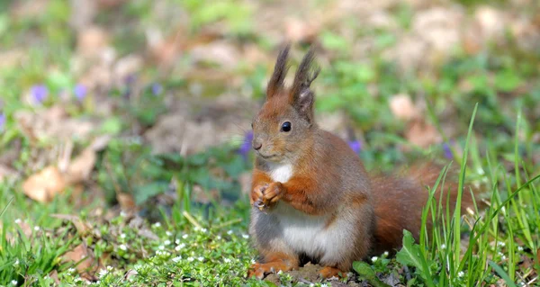 Squirrel. — Stock Photo, Image