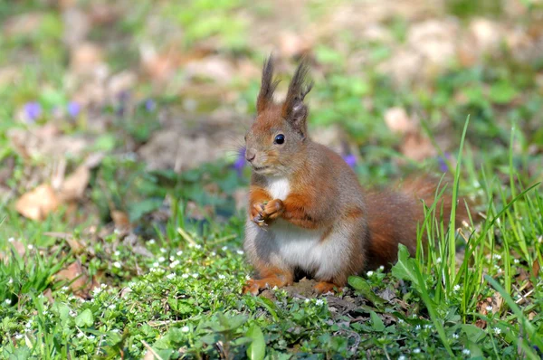 Ardilla. — Foto de Stock