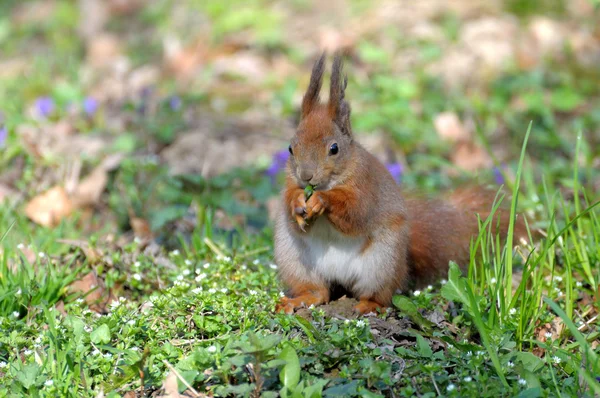 Ekorre. — Stockfoto