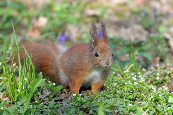 Squirrel. — Stock Photo, Image