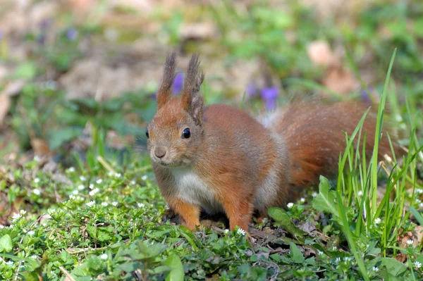 Ekorre. — Stockfoto