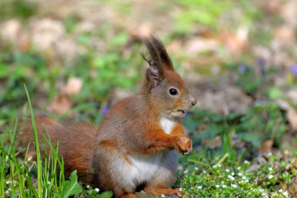 Squirrel. — Stock Photo, Image