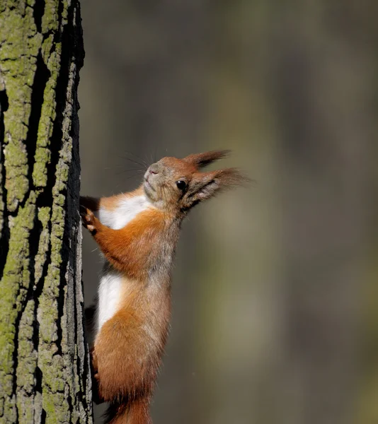 Eichhörnchen. — Stockfoto