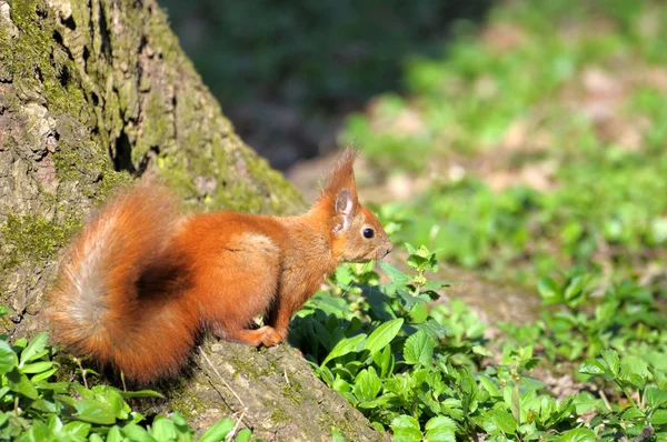 Eekhoorn. — Stockfoto