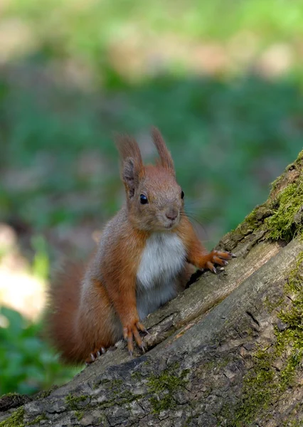 Eekhoorn. — Stockfoto