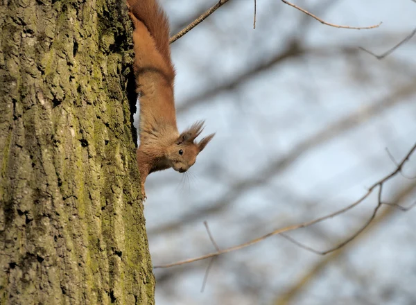 Ekorre. — Stockfoto