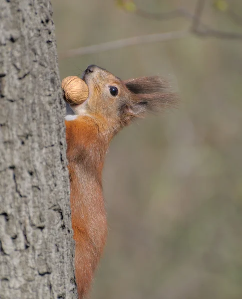 Eekhoorn. — Stockfoto