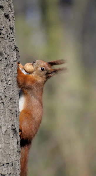 Ekorre. — Stockfoto