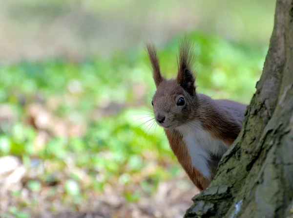 Eekhoorn. — Stockfoto