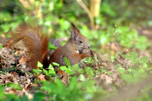 Squirrel. — Stock Photo, Image