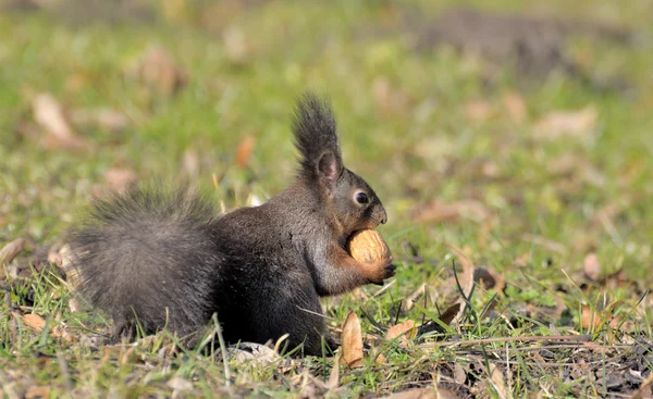 Eichhörnchen. — Stockfoto