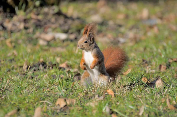 Ardilla. — Foto de Stock