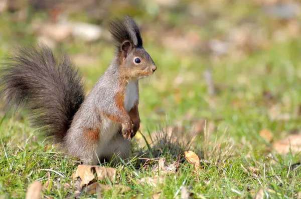 Squirrel. — Stock Photo, Image