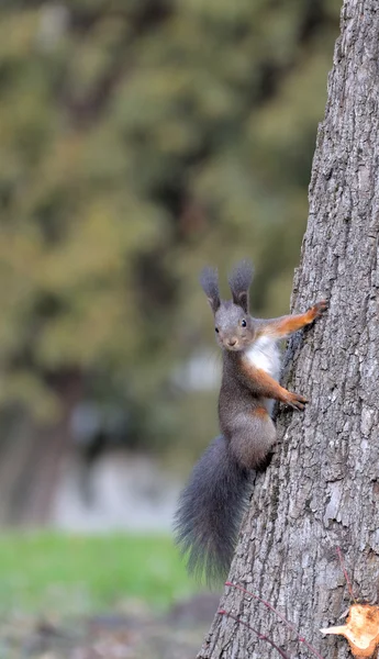 Eichhörnchen. — Stockfoto