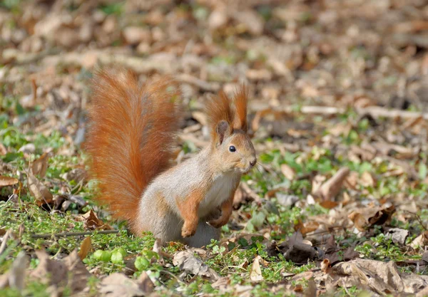 Eichhörnchen. — Stockfoto