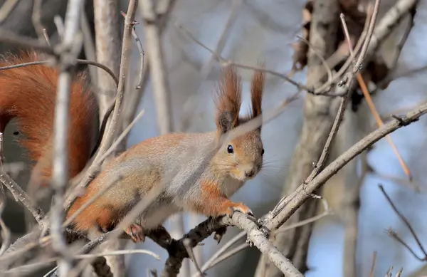 Squirrel. — Stock Photo, Image