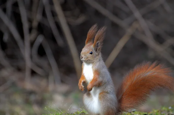 Eichhörnchen. — Stockfoto