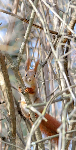 Squirrel. — Stock Photo, Image