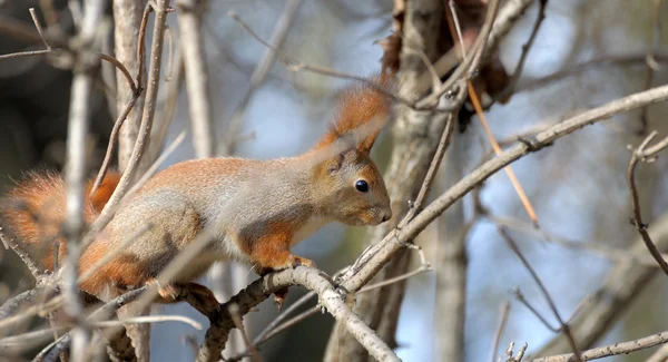 Squirrel. — Stock Photo, Image