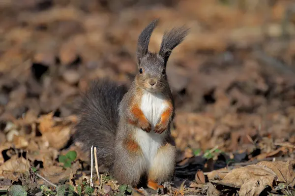 Squirrel. — Stock Photo, Image