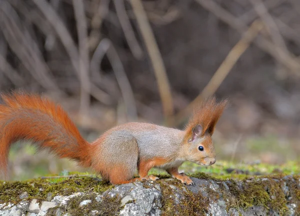 Ardilla. — Foto de Stock