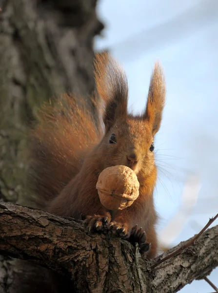 Ekorre. — Stockfoto