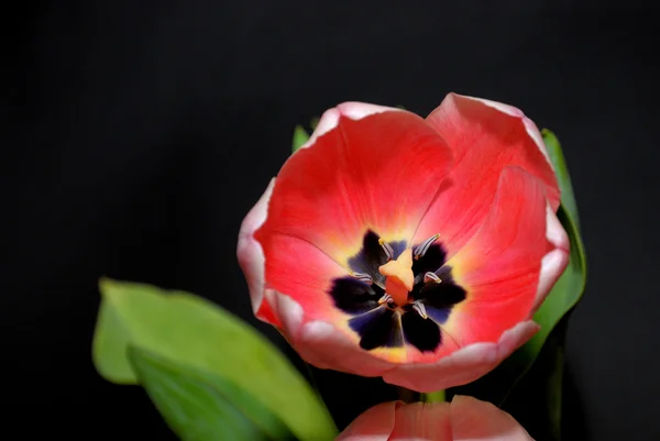 Brote de tulipán rojo  . — Foto de Stock