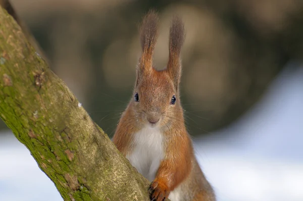 Eichhörnchen — Stockfoto