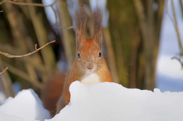 Squirrel — Stock Photo, Image