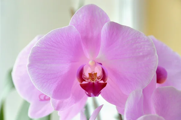 Orchideeën — Stockfoto