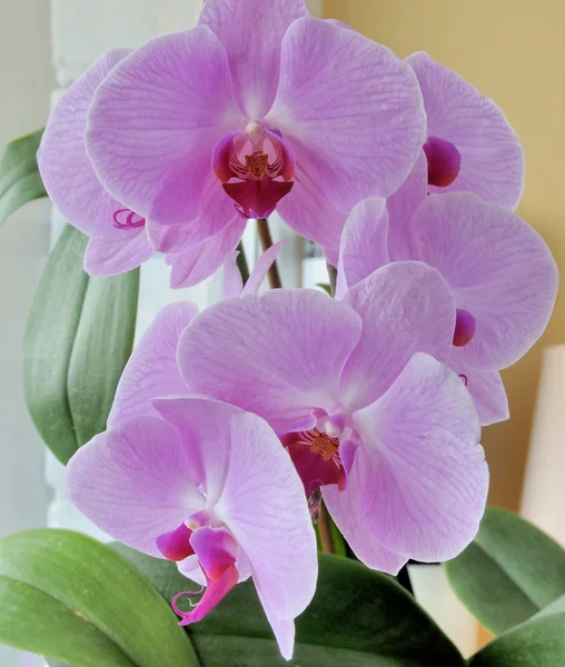 Mooie paarse orchid — Stockfoto