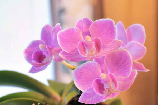 Roze orchidee bloem close-up — Stockfoto