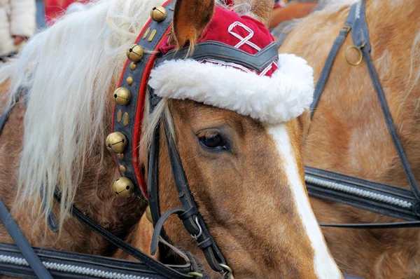 Cavallo di Natale — Foto Stock