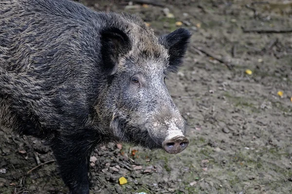 Cerdo salvaje en el bosque otoñal —  Fotos de Stock