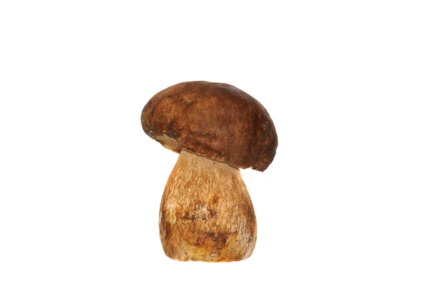 Boletus. — Stockfoto