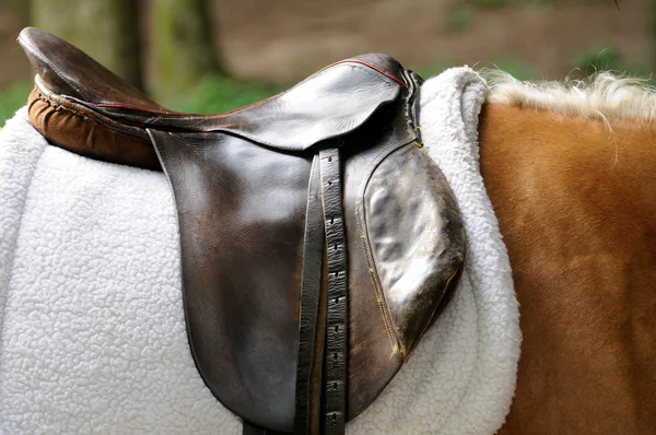 Harness horse. — Stock Photo, Image